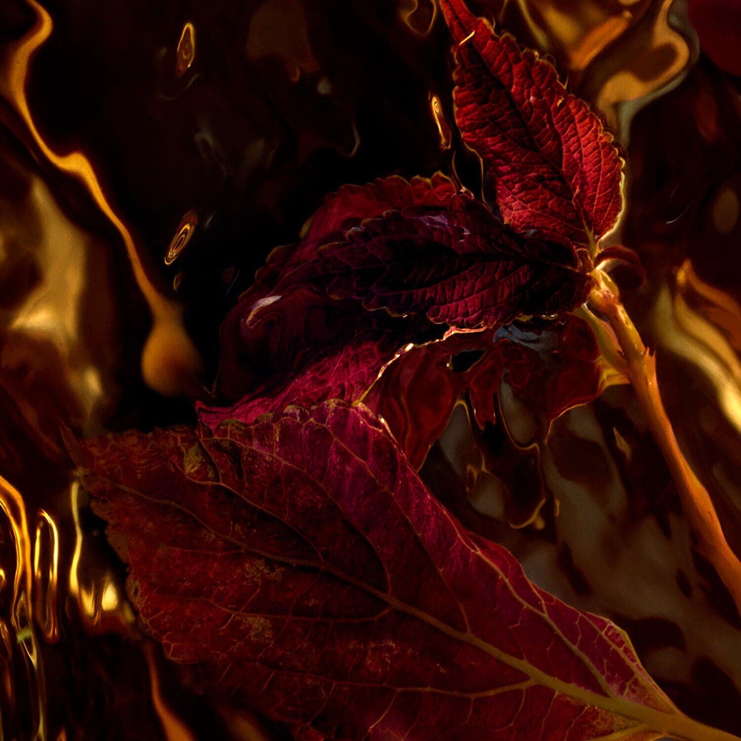 Absolus Allegoria: Patchouli Ardent - Eau de Parfum