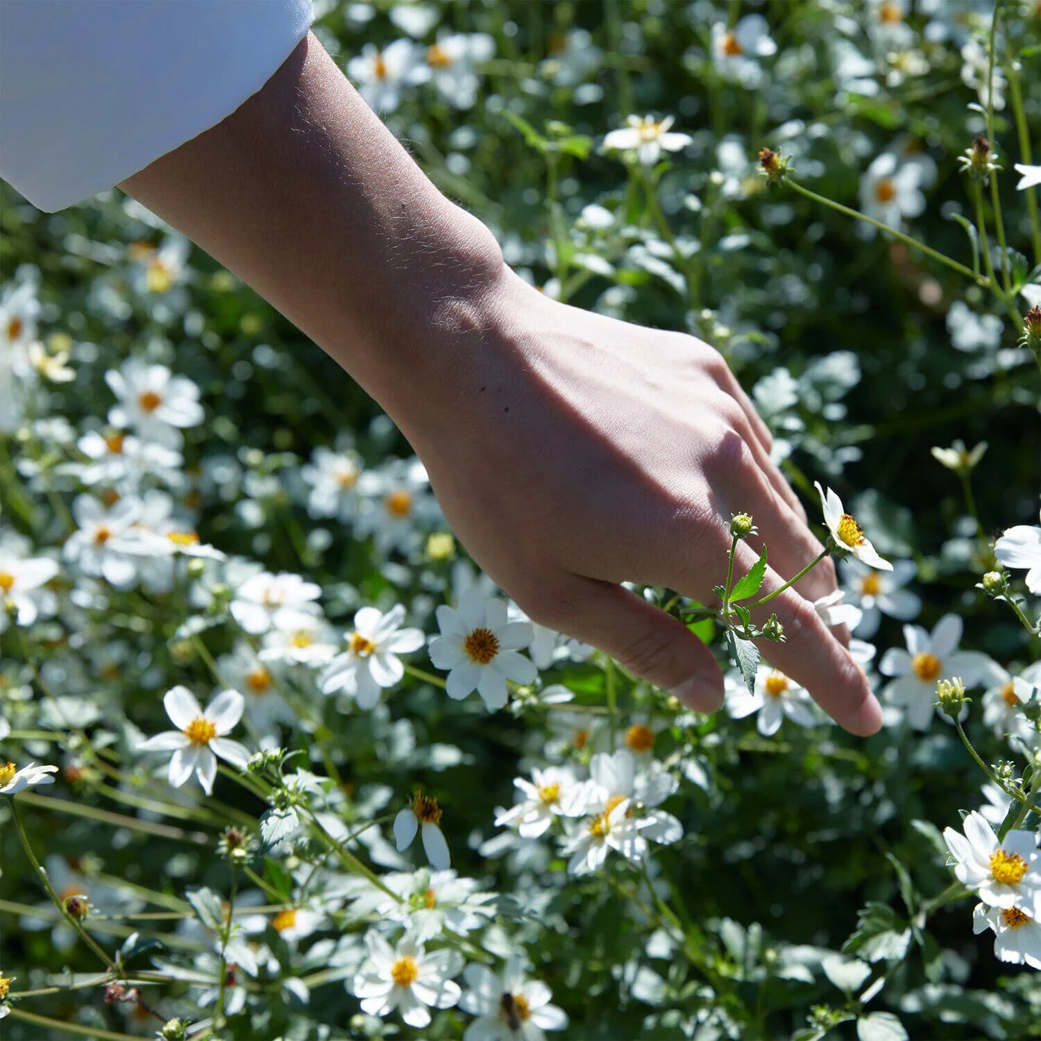 Springtime In the Park - Eau De Toilette 