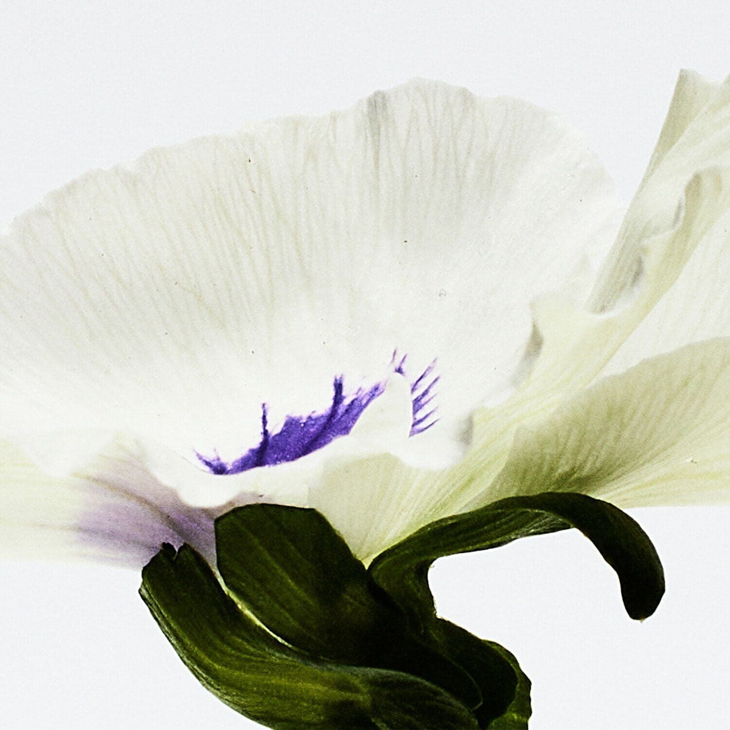 Aire Anthesis Eau de Parfum