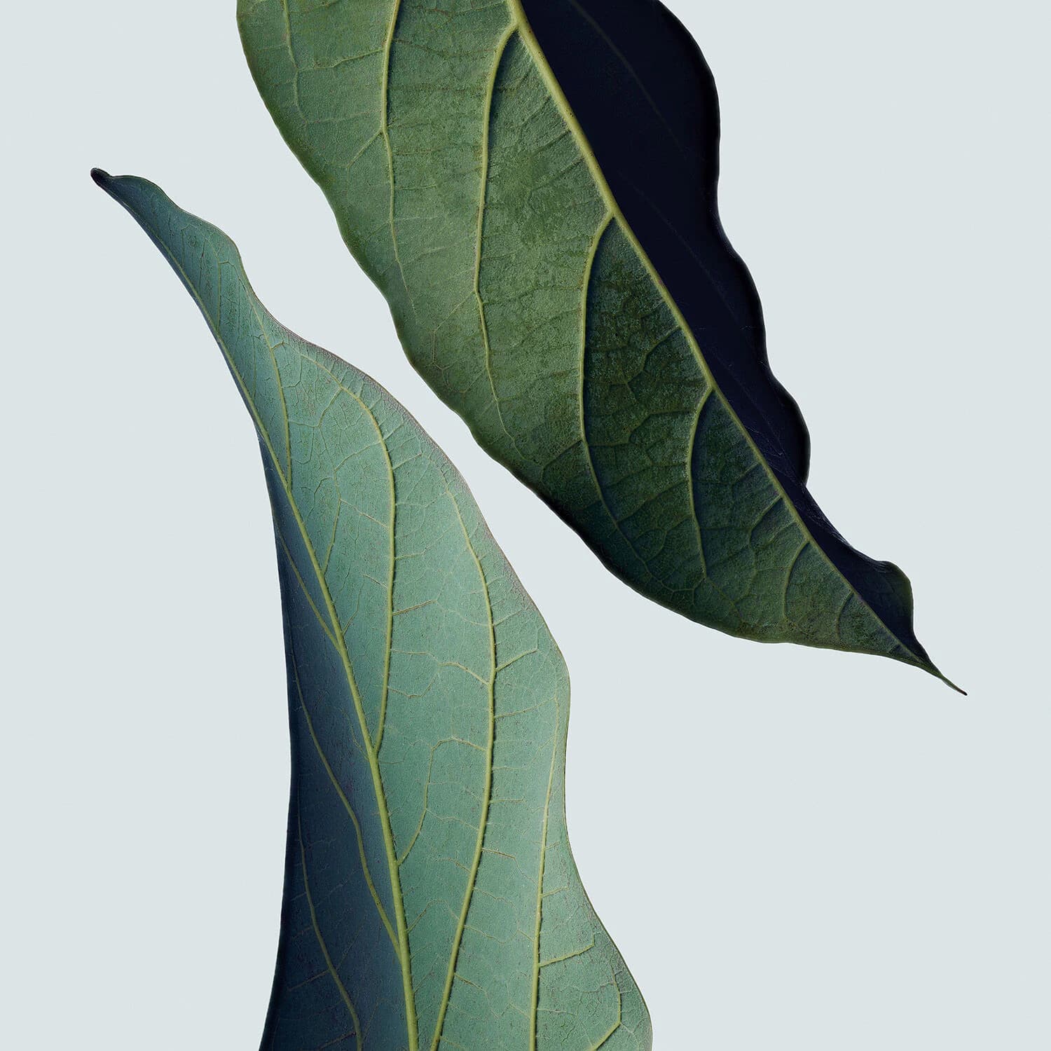 Botanical Repair Strengthening Leave-In Treatment