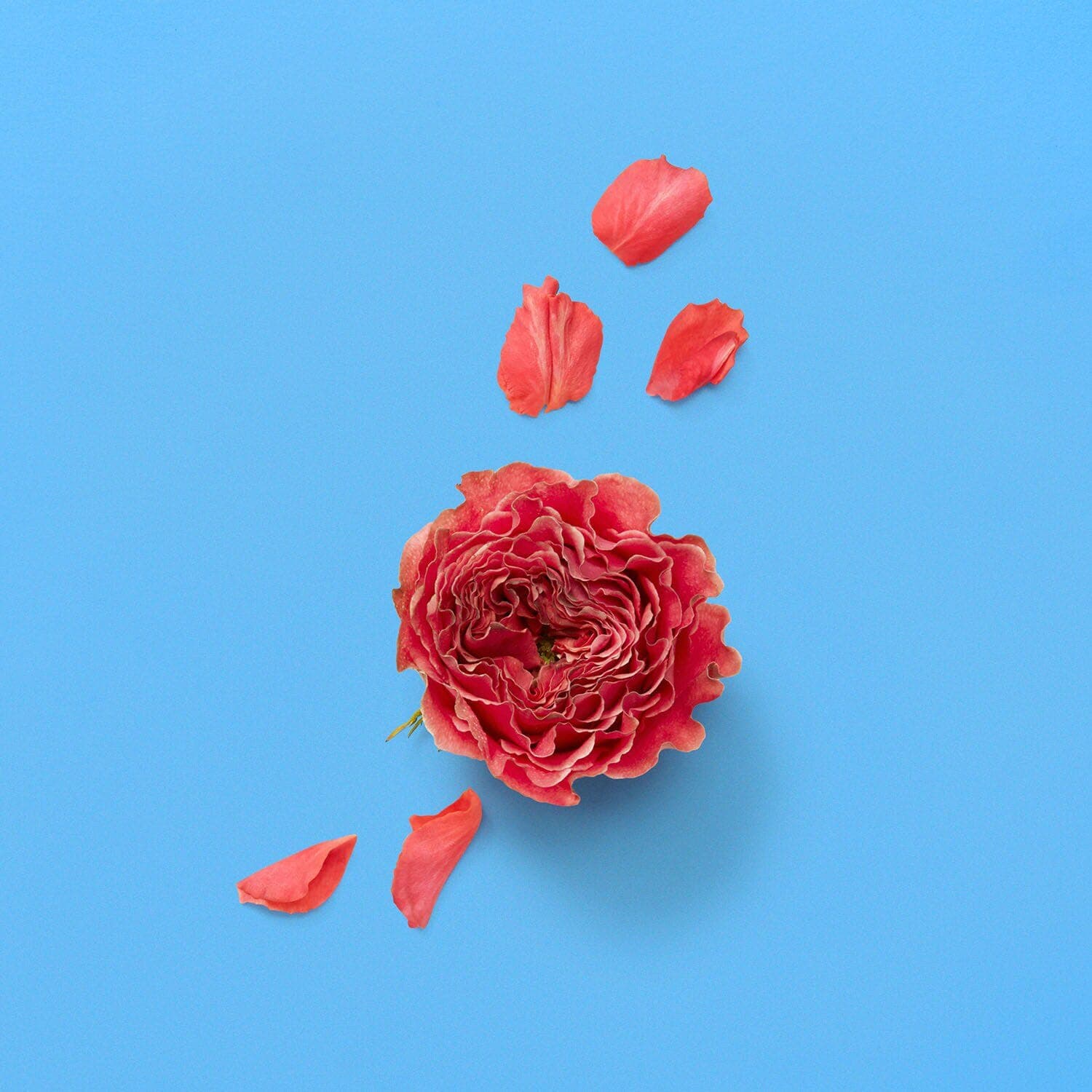The Alchemist's Garden A Song for the Rose - Eau de Parfum