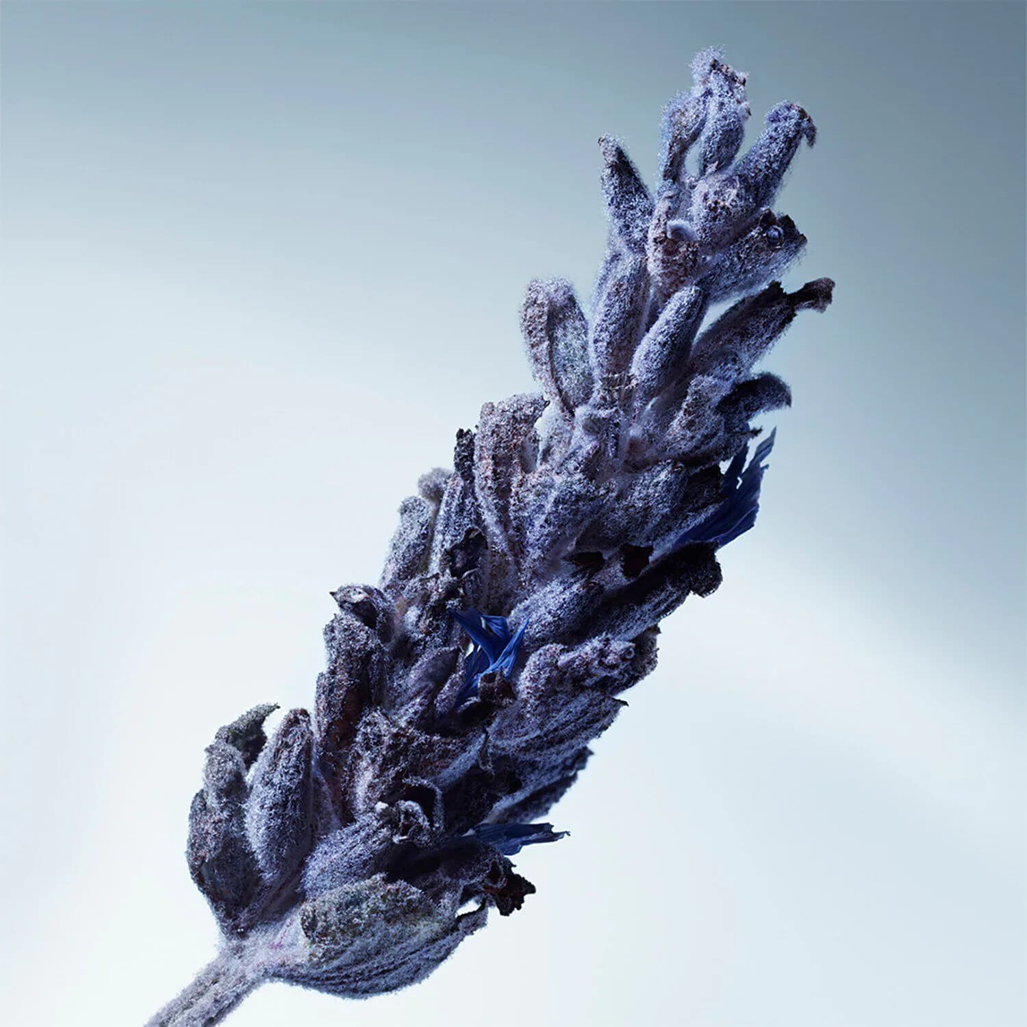 Metal Lavender Eau de Parfum