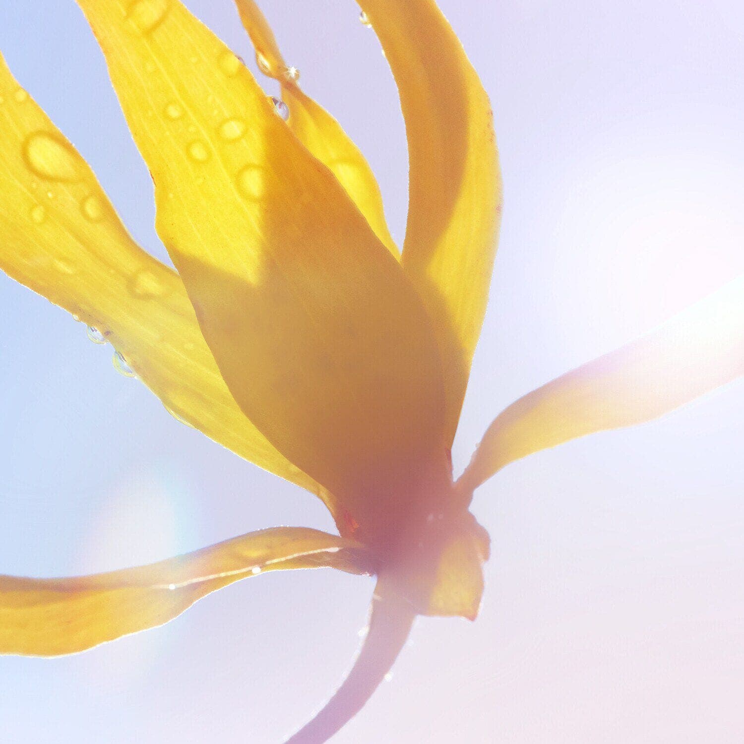 LA VIE EST BELLE SOLEIL CRISTAL
