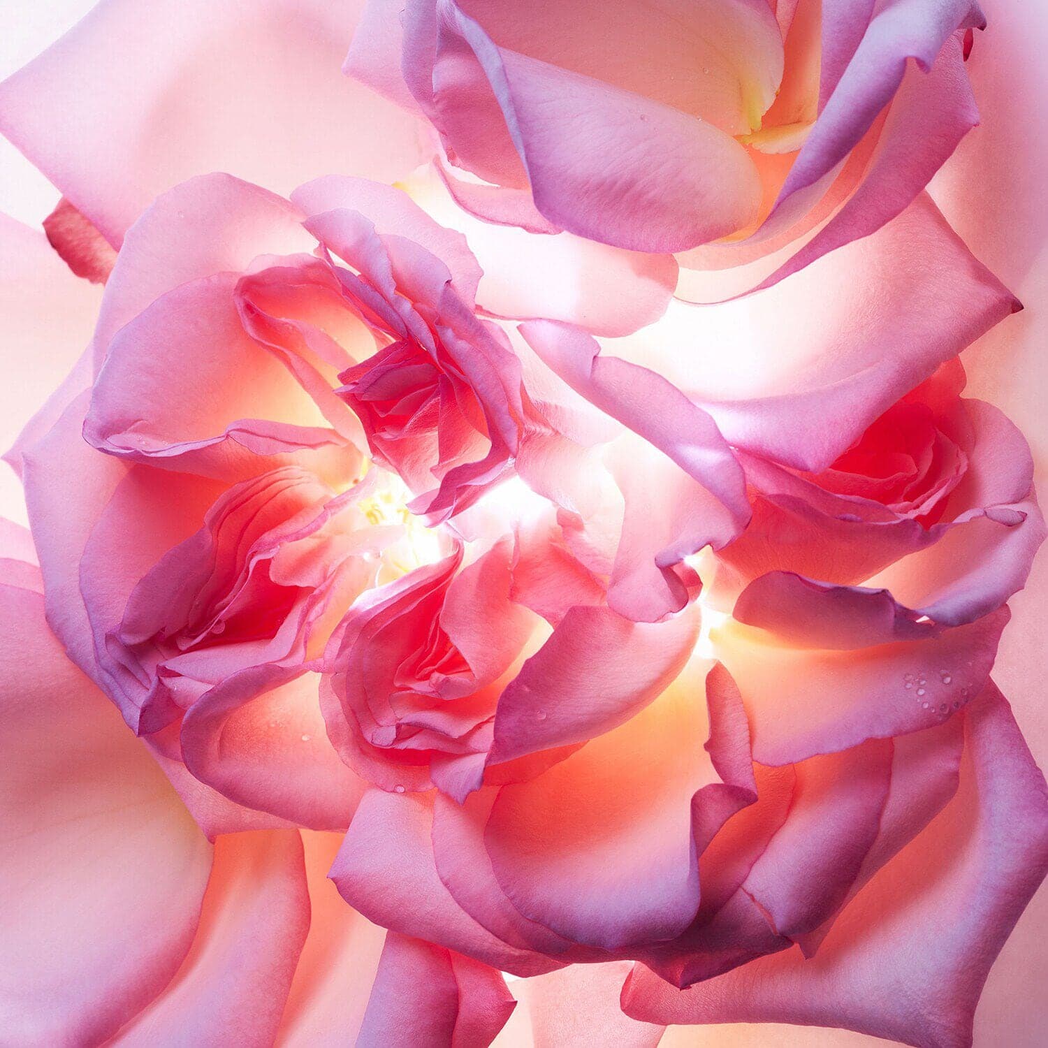 ALLEGRA Magnifying ROSE ESSENCE