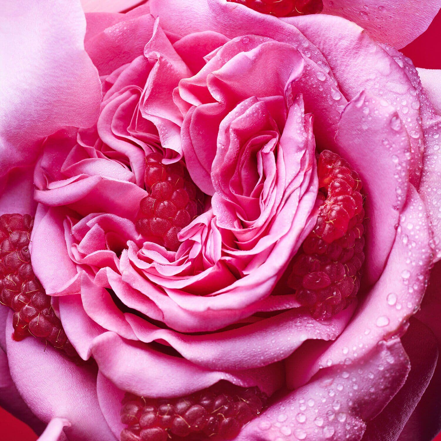 ALLEGRA FIORI D'AMORE