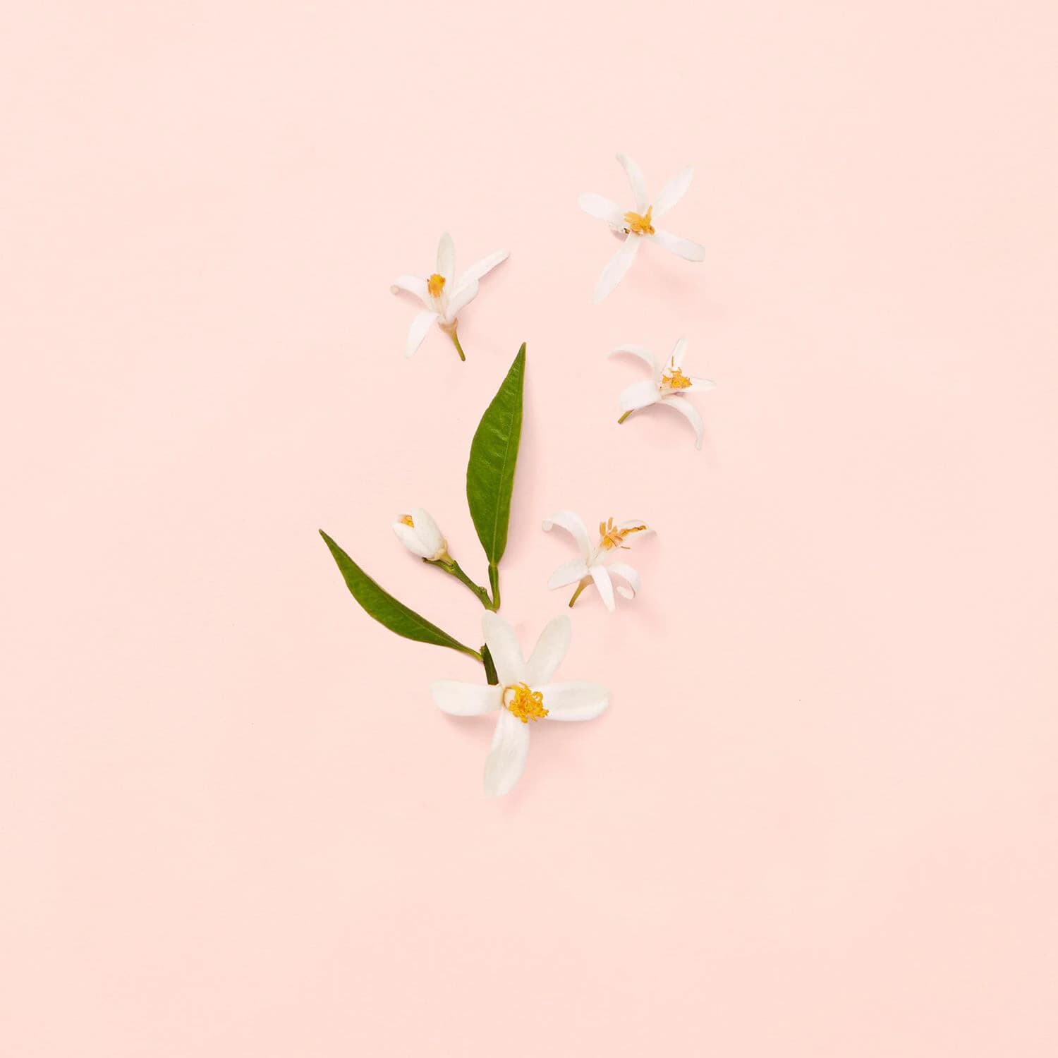 Bloom - Eau de Toilette