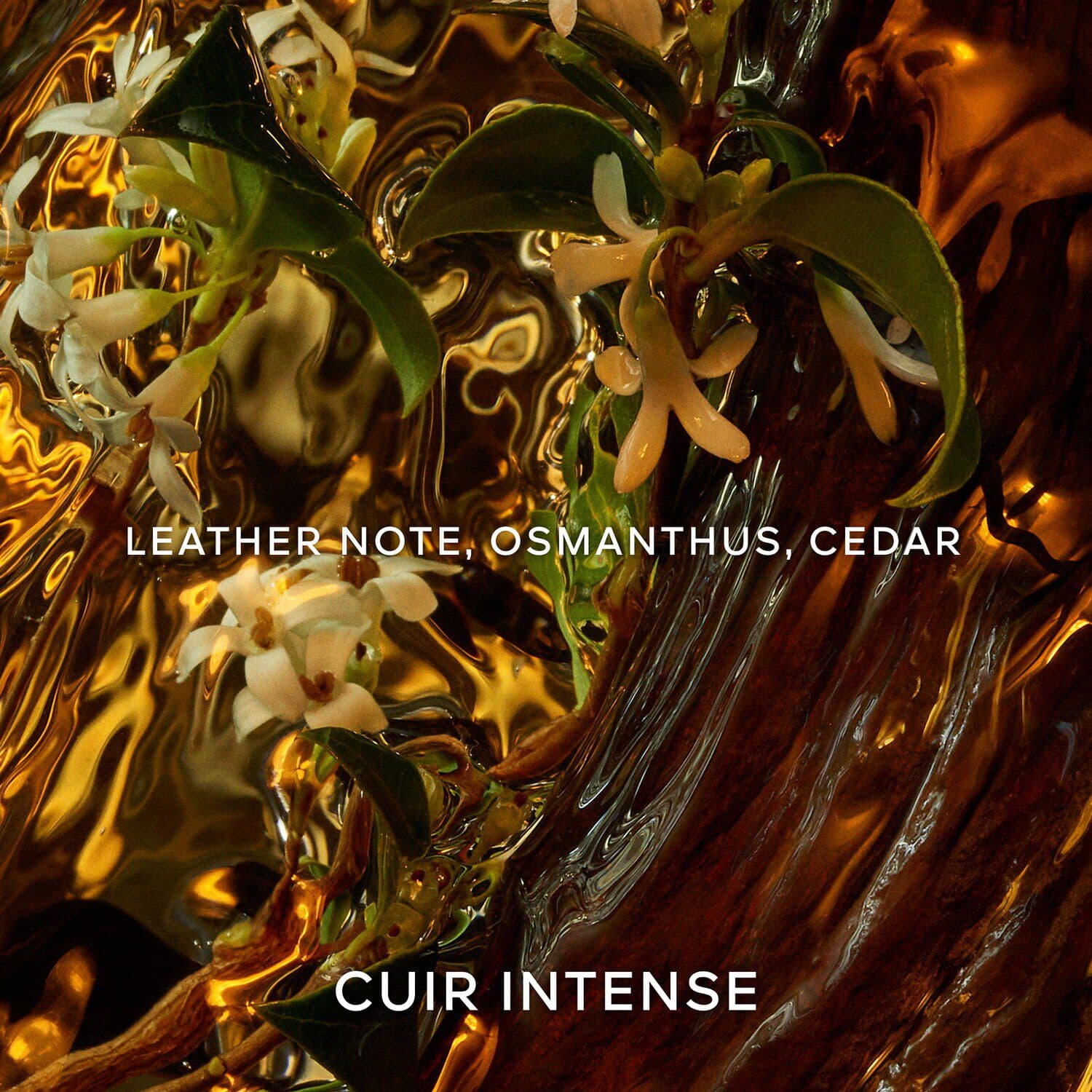 Absolus Allegoria Cuir Intense - Eau de Parfum Gift Set
