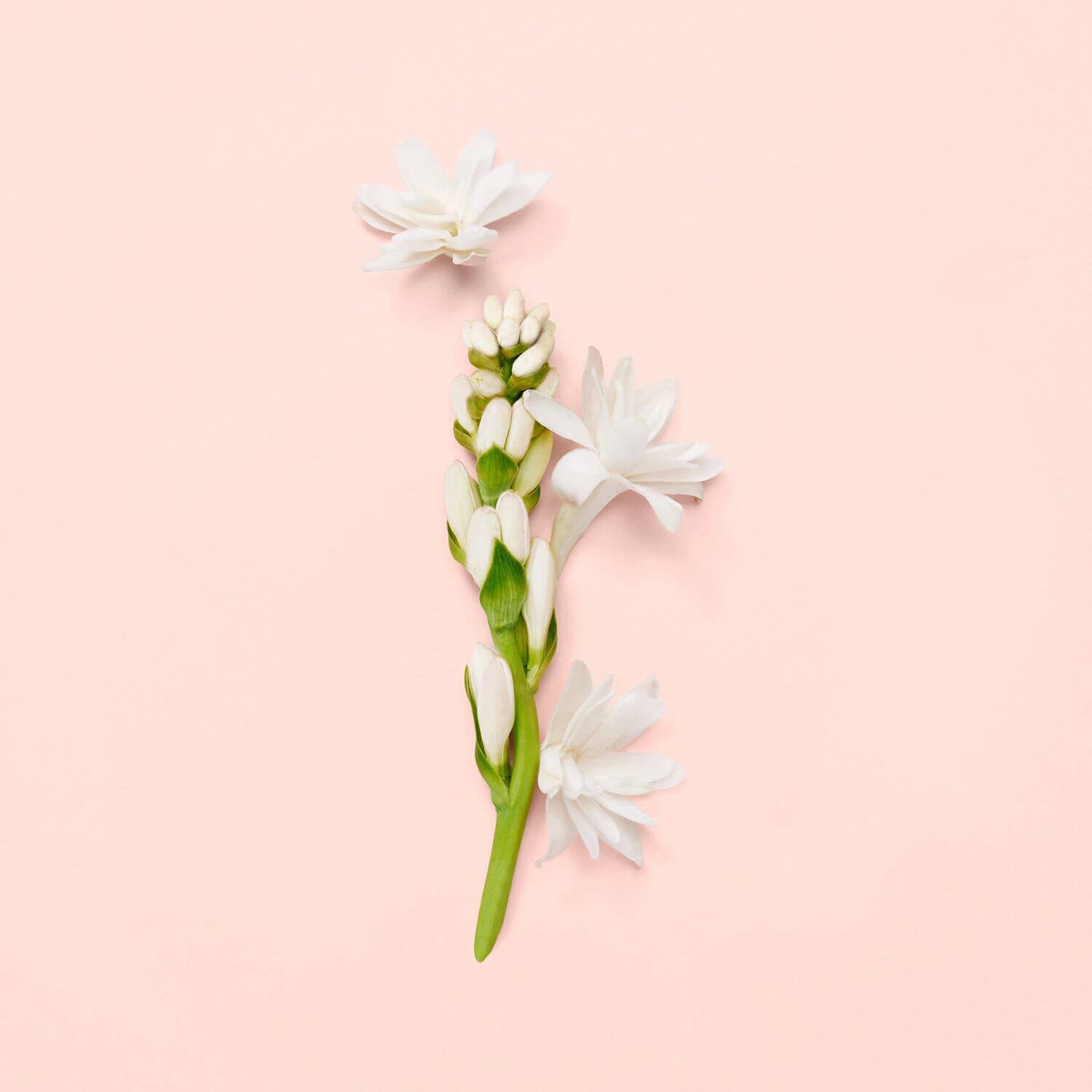 Bloom - Eau de Parfum