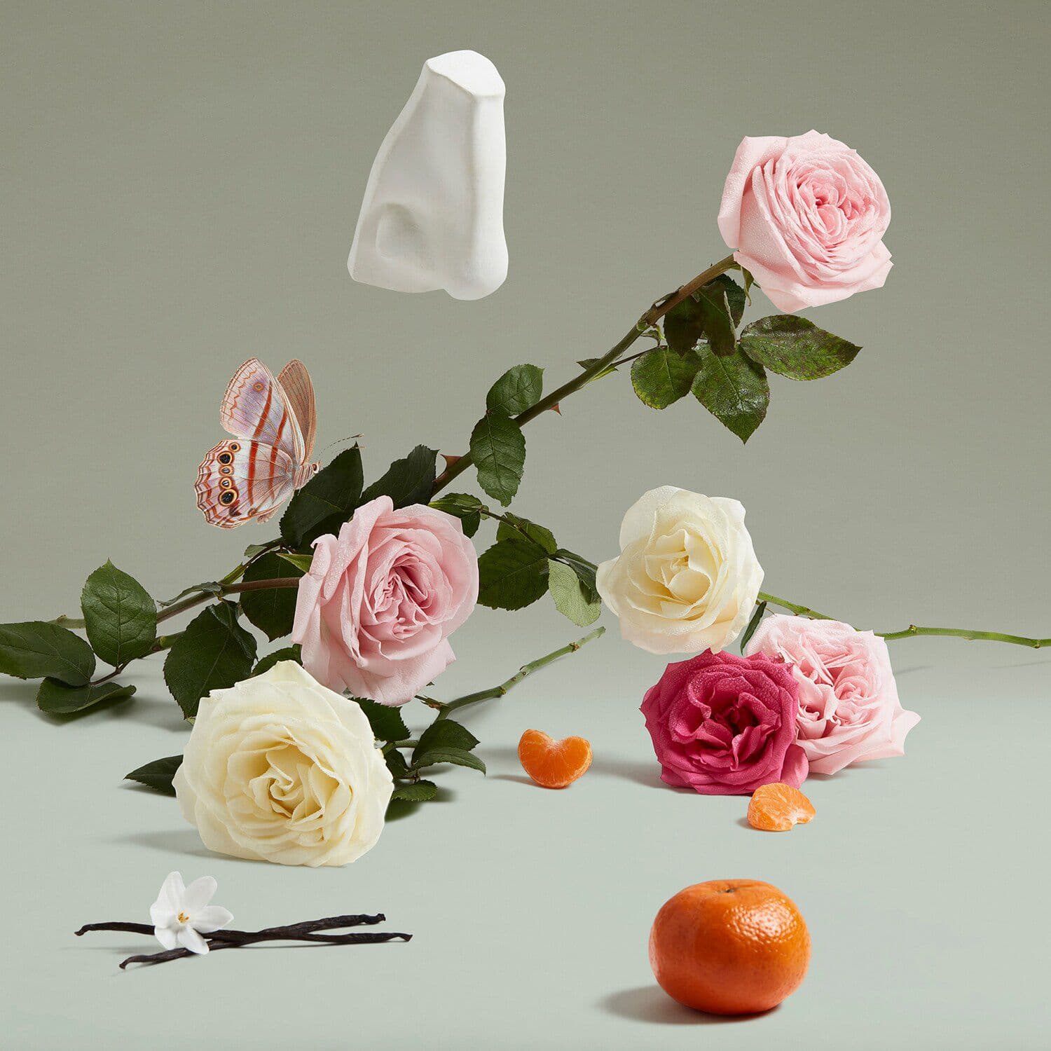 DUCHESS ROSE