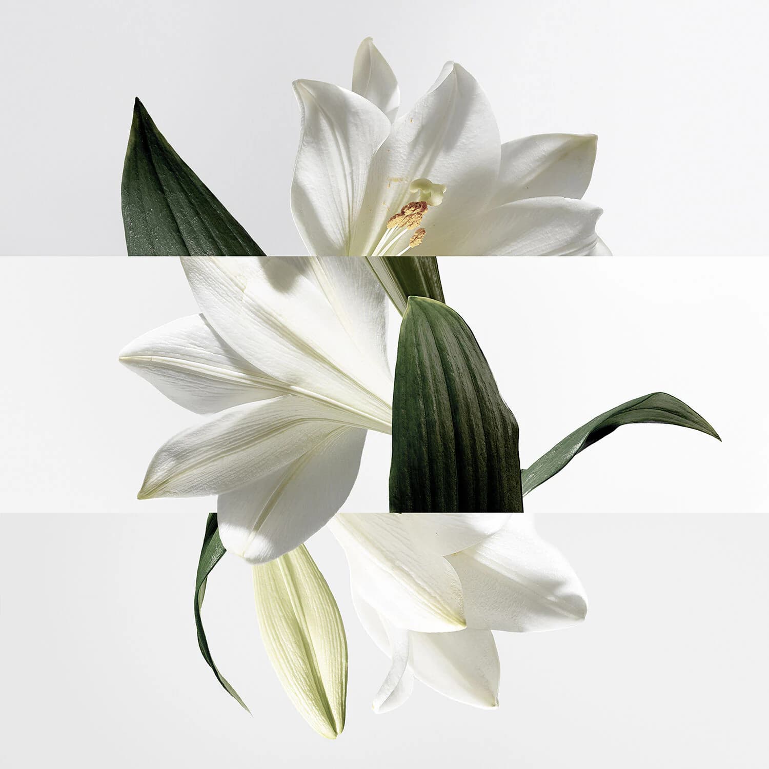 Un Jardin sur la Lagune Eau de toilette