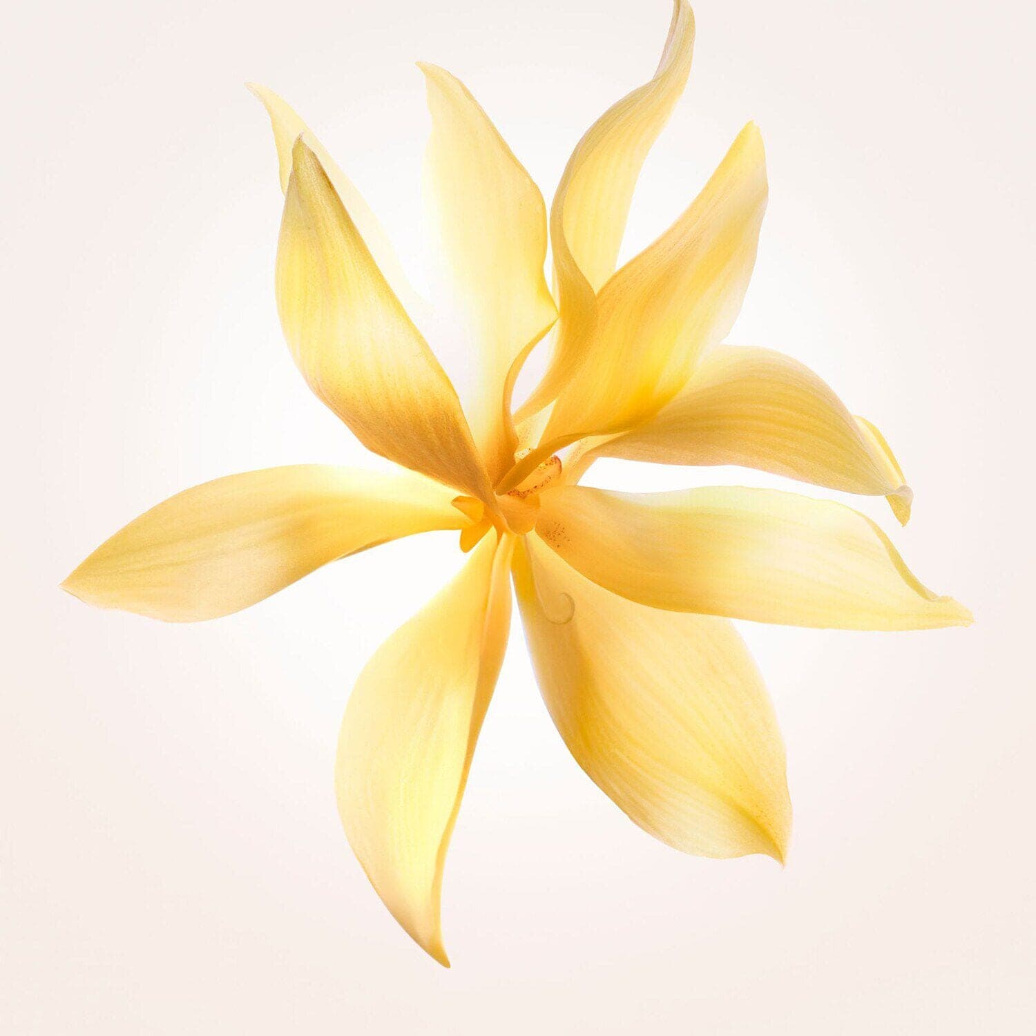 Narciso eau de parfum ambrée