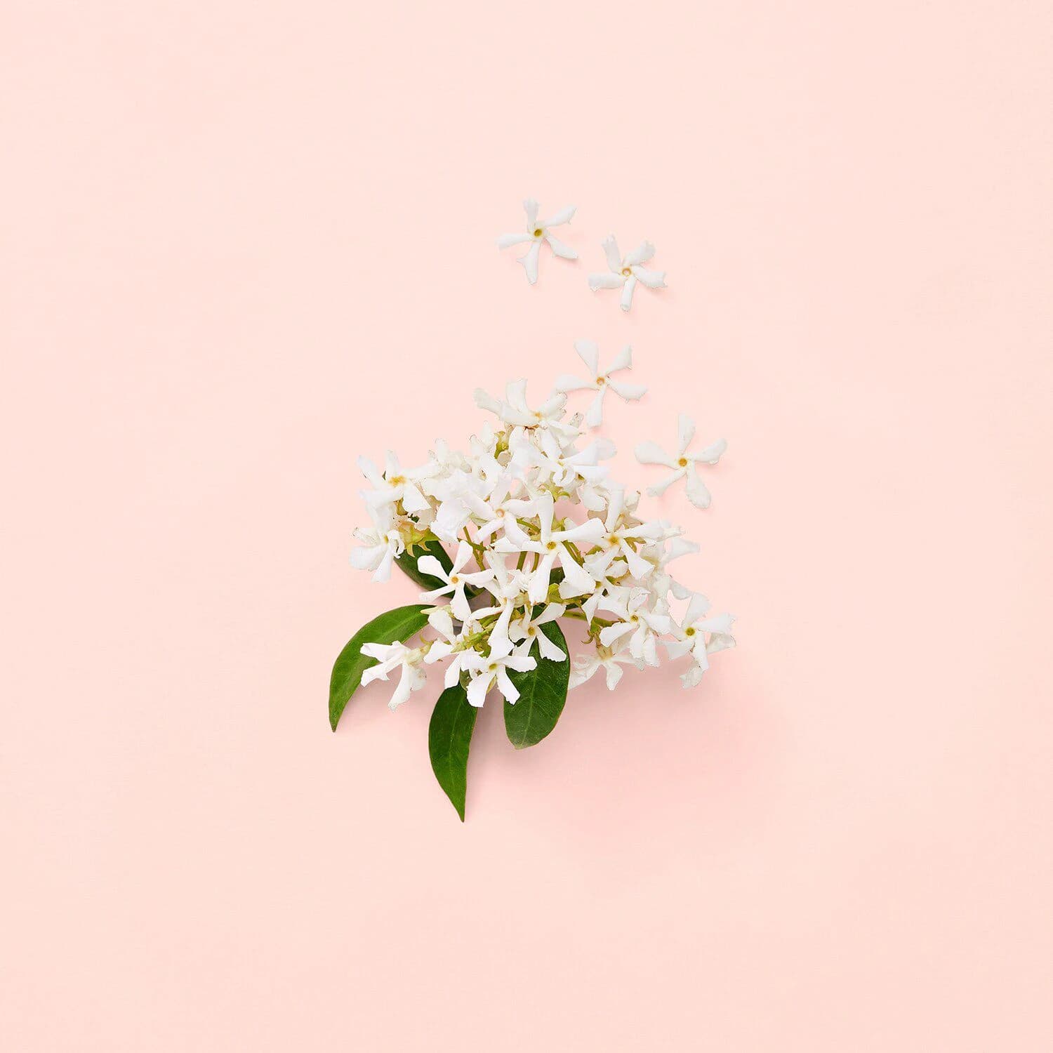 Bloom - Eau de Parfum