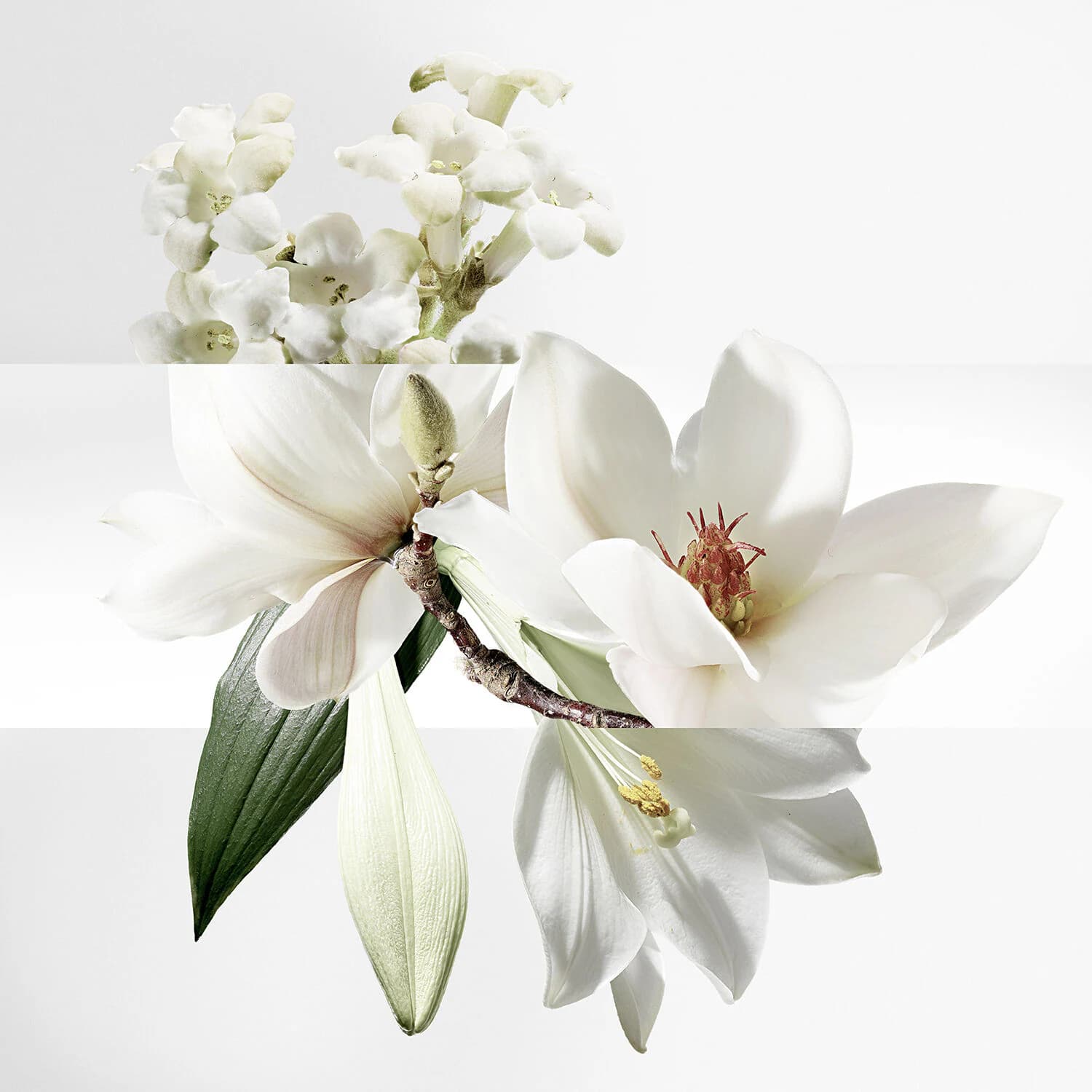 Un Jardin sur la Lagune Eau de toilette